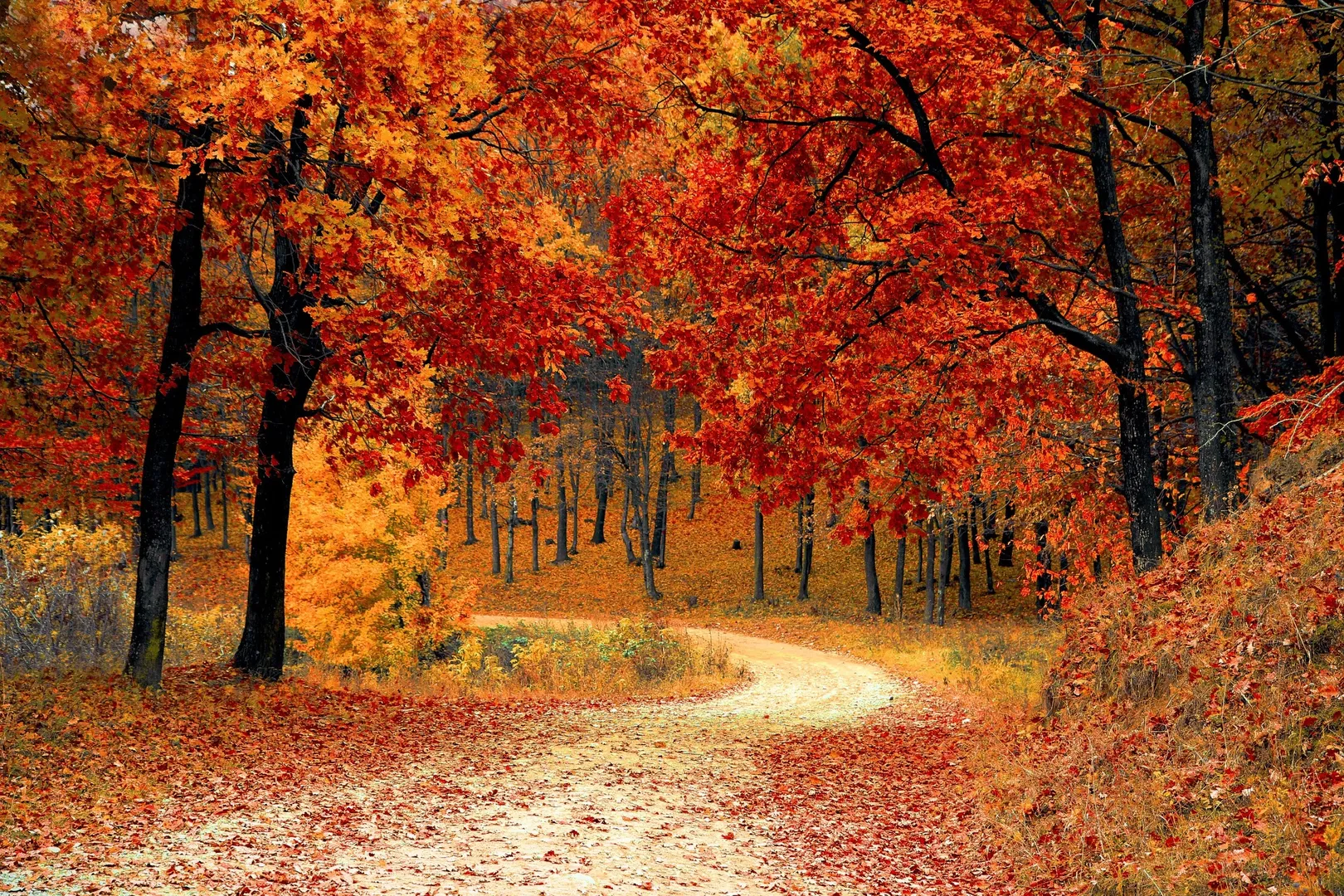Fall Leaves In Arlington