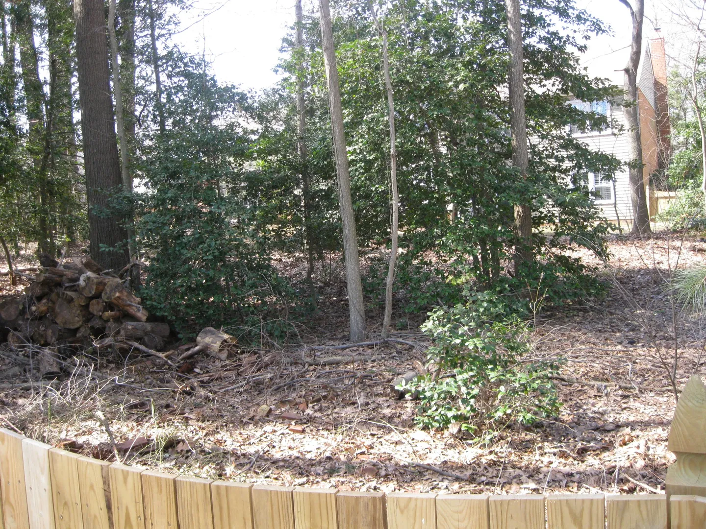 Old Leaf Piles In Arlington